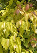 Cinnamomum kanahirae leaves showing seasonal differences Seasonal changes,Lauraceae,Plantae,Cinnamomum,Forest,Photosynthetic,IUCN Red List,Asia,Endangered,Laurales,Magnoliopsida,Terrestrial,Tracheophyta
