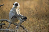 Langur monkey resting
