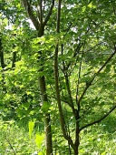 Trident maple var. formosanum Leaves,Mature form,Aceraceae,Tracheophyta,Photosynthetic,Acer,Plantae,Terrestrial,Asia,Sapindales,Forest,Magnoliopsida