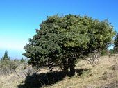 Large Haleakala sandalwood tree Mature form,Santalales,Santalum,North America,Photosynthetic,haleakalae,Terrestrial,Plantae,Vulnerable,Magnoliopsida,Tracheophyta,Pacific,Santalaceae,IUCN Red List