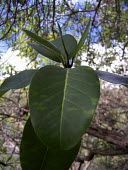 Alani leaves Mature form,Magnoliopsida,Sapindales,Melicope,Photosynthetic,Terrestrial,IUCN Red List,Tracheophyta,Forest,mucronulata,Critically Endangered,Plantae,North America,Rutaceae