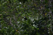 Caroline Islands ground-dove in tree Species in habitat shot,Habitat,Adult,Animalia,Omnivorous,Forest,Columbiformes,Vulnerable,Chordata,Pacific,Brackish,Mangrove,IUCN Red List,Terrestrial,Columbidae,Aquatic,Mountains,Flying,Gallicolumba,