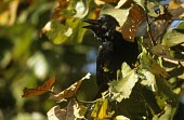 Jungle crow in autumn leaves calling What does it sound like ?,Adult,Chordates,Chordata,Perching Birds,Passeriformes,Crows, Ravens, Jays,Corvidae,Aves,Birds,IUCN Red List,Terrestrial,Omnivorous,Flying,Corvus,Asia,Animalia,Least Concern