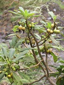 Oha wai with ripe and unripe fruits Fruits or berries,Campanulaceae,Terrestrial,Rainforest,Mountains,Pacific,Endangered,Clermontia,Plantae,Magnoliopsida,Campanulales,Tracheophyta,lindseyana,Photosynthetic,IUCN Red List
