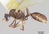 Pheidole elecebra male specimen IUCN Red List,Insecta,Terrestrial,Omnivorous,Hymenoptera,Pheidole,Formicidae,Vulnerable,North America,Animalia,Arthropoda