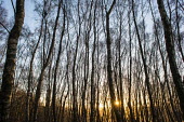 Silver birches in winter at dawn Fagales,Magnoliopsida,Dicots,Magnoliophyta,Flowering Plants,Betulaceae,Birch Family,Common,Anthophyta,Asia,Plantae,Temperate,Europe,Betula,Heathland,Photosynthetic,Terrestrial,Wetlands