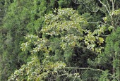 Sassafras randaiense leaves Mature form,Leaves,IUCN Red List,Plantae,Sassafras,Tracheophyta,Vulnerable,Photosynthetic,Forest,Terrestrial,Lauraceae,Magnoliopsida,Laurales,Asia