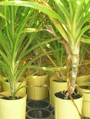 Nursery pots containing immature halapepe trees Conservation,Immature form,Tracheophyta,Dracaenaceae,Plantae,auwahiensis,Liliales,Forest,Photosynthetic,Vulnerable,Pleomele,Liliopsida,Terrestrial,Pacific,IUCN Red List