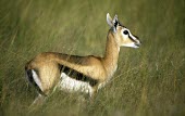 Thomson's gazelle standing in tall grass Species in habitat shot,Habitat,Adult,Bovidae,Bison, Cattle, Sheep, Goats, Antelopes,Even-toed Ungulates,Artiodactyla,Mammalia,Mammals,Chordates,Chordata,Near Threatened,Eudorcas,Animalia,Savannah,Her