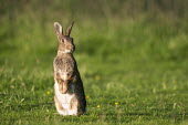 Rabbit on alert Rabbits, Hares,Leporidae,Mammalia,Mammals,Lagomorpha,Hares and Rabbits,Chordates,Chordata,Herbivorous,Africa,Common,Scrub,North America,cuniculus,Oryctolagus,South America,Animalia,Australia,Sand-dune