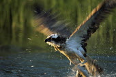 Osprey fishing Aves,Birds,Accipitridae,Hawks, Eagles, Kites, Harriers,Ciconiiformes,Herons Ibises Storks and Vultures,Chordates,Chordata,Ponds and lakes,Carnivorous,North America,Wildlife and Conservation Act,Asia,L