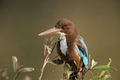 White-throated kingfisher Shore,Agricultural,Urban,Riparian,Flying,Coraciiformes,Asia,Aves,Streams and rivers,Halcyon,Alcedinidae,Temperate,Least Concern,Sub-tropical,Ponds and lakes,Carnivorous,Wetlands,Chordata,Mangrove,Anim