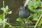 Baillon's crake Adult,Animalia,Least Concern,Flying,Asia,Porzana,Wetlands,Europe,Streams and rivers,Gruiformes,Aves,Agricultural,Shore,Rallidae,Temporary water,Omnivorous,Chordata,Grassland,Africa,Ponds and lakes,pus