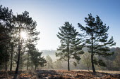 Scots pines and heathland at dawn Tracheophyta,Terrestrial,Pinaceae,Coniferales,Asia,Photosynthetic,Coniferopsida,Common,Europe,Plantae,sylvestris,Temperate,Pinus,IUCN Red List,Least Concern