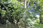 Pentapanax castanopsisicola Mature form,Leaves,Forest,Terrestrial,Magnoliopsida,Apiales,Tracheophyta,Plantae,Vulnerable,Araliaceae,Pentapanax,IUCN Red List,Photosynthetic,Asia
