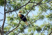 Papuan hornbill perched on branch Species in habitat shot,Adult,Habitat,Aves,Tropical,Aceros,Least Concern,Omnivorous,Animalia,Asia,plicatus,Flying,Bucerotidae,Coraciiformes,Chordata,Terrestrial,IUCN Red List