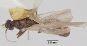 Pheidole elecebra male specimen IUCN Red List,Insecta,Terrestrial,Omnivorous,Hymenoptera,Pheidole,Formicidae,Vulnerable,North America,Animalia,Arthropoda
