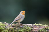 Robin on moss-covered log Aves,Birds,Perching Birds,Passeriformes,Chordates,Chordata,Old World Flycatchers,Muscicapidae,rubecula,Common,Temperate,Turdidae,Flying,Animalia,Europe,Urban,Terrestrial,Asia,Erithacus,Africa,Omnivoro