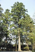 Cultivated Taiwania cryptomerioides tree Other (History, folklore, use by man),Mature form,Plantae,Photosynthetic,Vulnerable,Taiwania,Cupressaceae,Coniferopsida,Asia,Tracheophyta,Forest,Coniferales,cryptomerioides,IUCN Red List