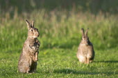 Rabbits on alert Rabbits, Hares,Leporidae,Mammalia,Mammals,Lagomorpha,Hares and Rabbits,Chordates,Chordata,Herbivorous,Africa,Common,Scrub,North America,cuniculus,Oryctolagus,South America,Animalia,Australia,Sand-dune