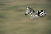 Common zebra galloping Least Concern,quagga,Streams and rivers,Mammalia,Perissodactyla,Ponds and lakes,Equidae,Equus,Africa,Terrestrial,Savannah,Herbivorous,Temporary water,Chordata,Animalia,IUCN Red List