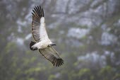 Cape vulture soaring Flying,Locomotion,Soaring,Aves,Africa,Carnivorous,Terrestrial,Falconiformes,Rainforest,Gyps,Chordata,Vulnerable,Desert,Appendix II,Sub-tropical,Agricultural,Temperate,coprotheres,Animalia,Accipitridae