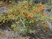Formosa firethorn bush with fruit Fruits or berries,Mature form,koidzumii,Streams and rivers,Tracheophyta,Forest,Scrub,Terrestrial,Rosaceae,Magnoliopsida,Rosales,Endangered,Photosynthetic,Asia,Pyracantha,Plantae,IUCN Red List