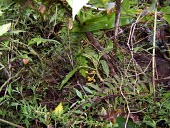 Cyanea dunbariae Mature form,Forest,Campanulalea,Campanulaceae,Tropical,Photosynthetic,Critically Endangered,Terrestrial,Magnoliopsida,Cyanea,Rainforest,Plantae,Tracheophyta,IUCN Red List,North America