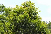 Magnolia kachirachirai Magnolia,Magnoliaceae,Asia,Endangered,Magnoliales,Terrestrial,Photosynthetic,IUCN Red List,Magnoliopsida,Tracheophyta,Plantae
