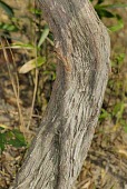 Hopseed bush bark Mature form,Tracheophyta,Australia,Asia,Magnoliopsida,Photosynthetic,Africa,Sapindales,Dodonaea,North America,Sapindaceae,South America,Not Evaluated,Terrestrial,Plantae