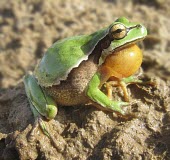Lemon-yellow tree frog vocalising Intra-specific behaviours,What does it sound like ?,Reproduction,Adult,Mating or Territorial calls,Meetings with others of same species,Winning or protecting territory,Courtship and Displays,Rock,Chor