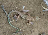 Schmidt's fringe-toed lizard dorsal pattern Carnivorous,Chordata,Desert,Animalia,Reptilia,Terrestrial,Lacertidae,Squamata,Asia,Semi-desert,Acanthodactylus,Least Concern,IUCN Red List