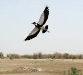Spur-winged lapwing in flight Locomotion,Adult,Flying,Chordates,Chordata,Aves,Birds,Ciconiiformes,Herons Ibises Storks and Vultures,Charadriidae,Lapwings, Plovers,Vanellus,Charadriiformes,Aquatic,Agricultural,Europe,Coastal,Asia,W