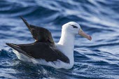 Black-Browed Albatross floating on the oceans surface Swimming,On top of water,Locomotion,Ocean,Aquatic,Aves,melanophrys,Grassland,Carnivorous,Appendix II,Shore,Procellariiformes,Endangered,Flying,South,Animalia,Chordata,Terrestrial,Thalassarche,Diomedei