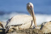 Great white pelican on nest with chick Reproduction,Incubation,Terrestrial,Pelecanus,Asia,Aquatic,Pelecaniformes,Pelecanidae,Africa,Chordata,onocrotalus,Animalia,Flying,Salt marsh,Aves,Wetlands,Carnivorous,Ponds and lakes,Least Concern,IUC