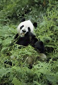 Giant panda feeding on bamboo Feeding,Feeding behaviour,Chordates,Chordata,Mammalia,Mammals,Bears,Ursidae,Carnivores,Carnivora,Herbivorous,melanoleuca,Ailuropoda,Asia,Terrestrial,Omnivorous,Temperate,Mountains,Endangered,Animalia,