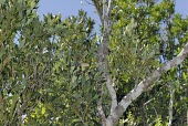 Cinnamomum reticulatum, mature tree Mature form,Photosynthetic,Laurales,Vulnerable,Lauraceae,Tropical,Magnoliopsida,Forest,Terrestrial,IUCN Red List,Cinnamomum,Tracheophyta,Plantae,Asia
