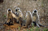 Langur monkeys grooming