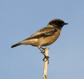 Common stonechat male, side profile Adult,Aves,Birds,Old World Flycatchers,Muscicapidae,Perching Birds,Passeriformes,Chordates,Chordata,Europe,Wetlands,Animalia,Saxicola,Agricultural,Terrestrial,Scrub,Africa,Asia,Carnivorous,IUCN Red Li