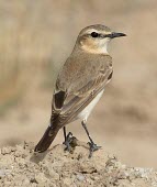 Isabelline wheatear, rear view Adult,Animalia,Aves,Passeriformes,Africa,Omnivorous,Muscicapidae,Europe,Coastal,Chordata,isabellina,Scrub,Agricultural,Savannah,Asia,Oenanthe,Least Concern,Temperate,IUCN Red List