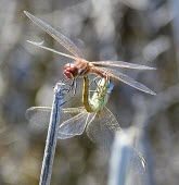 Red-veined darter pair mating Africa,Insecta,Wetlands,Odonata,Libellulidae,Least Concern,Brackish,Streams and rivers,Animalia,Flying,Europe,Arthropoda,Ponds and lakes,Sympetrum,Asia,Temporary water,Fresh water,IUCN Red List