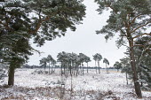 Scots pines and heathland after snowfall Tracheophyta,Terrestrial,Pinaceae,Coniferales,Asia,Photosynthetic,Coniferopsida,Common,Europe,Plantae,sylvestris,Temperate,Pinus,IUCN Red List,Least Concern