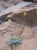 Verbascum omanense Flower,Mature form,Scrophulariaceae,Plantae,Terrestrial,Photosynthetic,Tracheophyta,Rock,Scrophulariales,Verbascum,Magnoliopsida,Desert,Africa