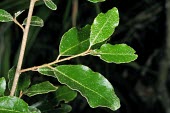 Elaeagnus tarokoensis Leaves,IUCN Red List,Elaegnus,Tropical,Forest,Asia,Terrestrial,Elaeagnaceae,Magnoliopsida,Proteales,Plantae,Tracheophyta,Photosynthetic,Vulnerable