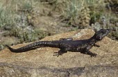 Karoo girdled lizard sat on rock Adult,Chordata,Appendix II,Squamata,Grassland,Rock,Animalia,Cordylidae,Carnivorous,Terrestrial,Cordylus,Reptilia,Africa