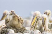 Great white pelicans at nest site Incubation,Reproduction,Terrestrial,Pelecanus,Asia,Aquatic,Pelecaniformes,Pelecanidae,Africa,Chordata,onocrotalus,Animalia,Flying,Salt marsh,Aves,Wetlands,Carnivorous,Ponds and lakes,Least Concern,IUC