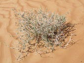 Heliotropium digynum in desert habitat Leaves,Species in habitat shot,Habitat,Mature form,Deserts,Heliotropium,Photosynthetic,Terrestrial,Tracheophyta,Boraginaceae,Asia,Lamiales,Magnoliopsida,Plantae