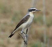 Northern wheatear, side profile Adult,Old World Flycatchers,Muscicapidae,Aves,Birds,Perching Birds,Passeriformes,Chordates,Chordata,North America,Africa,Rock,Least Concern,Flying,Europe,Asia,Terrestrial,Animalia,Oenanthe,IUCN Red Li