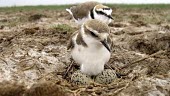 Kentish plover near nest Adult,Chordates,Chordata,Aves,Birds,Ciconiiformes,Herons Ibises Storks and Vultures,Charadriidae,Lapwings, Plovers,Europe,Flying,Charadrius,Carnivorous,Least Concern,Coastal,Terrestrial,North America,