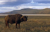 Cape bull buffalo